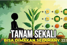 Sekali Tanam, Panen Berkali-kali: Rahasia Tanaman Hemat Biaya yang Wajib Dicoba