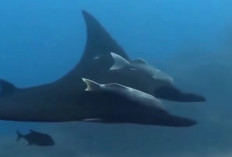 Mengenal Manta Birostris, Pari Terbesar di Dunia dengan Sayap Hingga 9 Meter