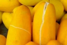 Timun Suri dan Manfaat Seratnya, Bantu Pencernaan Tetap Lancar Saat Puasa