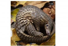 Trenggiling Hewan Langka Pemakan Serangga yang Kini Semakin Sukar Ditemukan