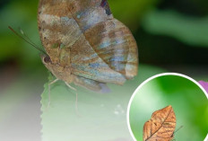 Mengenal Kallima inachus, Kupu-Kupu dengan Sayap Tercantik dan Kamuflase Ekstrem