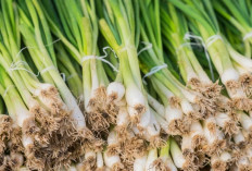 Jarang Diketahui! Daun Kucai Ampuh Jaga Kesehatan Mata dan Cegah Gangguan Penglihatan