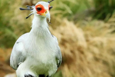 Burung Sekretaris Afrika, Anggun Bak Model tetapi Pemburu Ulung yang Ditakuti Mangsa
