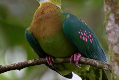 Walik Mutiara, Permata Pink-Hijau dari Jantung Hutan Papua