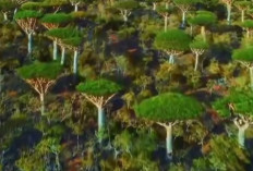 Misteri Pulau Socotra: Surga Tersembunyi dengan Tumbuhan Aneh yang Tak Ada di Dunia