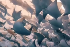 Fenomena Langka! Ribuan Pari Mobula Bermigrasi Massal di Baja California