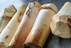 Jarang Dijual di Pasar, Umbut Kelapa Justru Jadi Hidangan Istimewa yang Bikin Nagih
