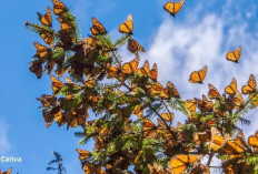 Kupu-Kupu Kecil Ini Lakukan Migrasi Terpanjang di Dunia, Caranya Bikin Merinding