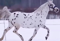 Mengenal Kuda Appaloosa, Ras Kuda Asal Amerika dengan Genetik Unik