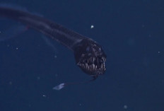 Dragonfish, Penghuni Sunyi Laut Dalam yang Muncul Saat Malam