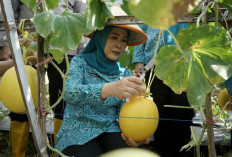 Ketua TP PKK Sumsel Panen Melon Binaan PKK OKU