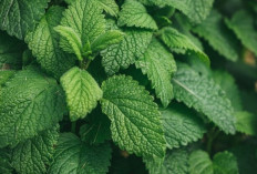 Tak Hanya Segar, Ini 7 Manfaat Daun Mint untuk Kesehatan
