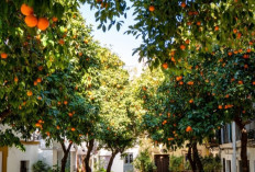 Jangan Kaget! 40 Ribu Pohon Jeruk di Kota Ini Ternyata Tak Boleh Dimakan, Ini Alasannya