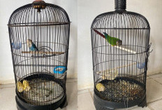 Nekat! Burung Eksotis Rp17 Juta Dicuri dari Palembang Bird Park, Pelaku Ditangkap Polisi