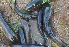 Ikan Gabus, Sumber Protein Alami dengan Manfaat Besar bagi Kesehatan