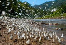 Common Albatross, Kupu-Kupu Unik yang Bermigrasi Mengikuti Aliran Sungai
