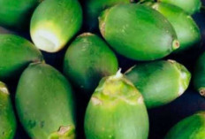 Pinang Muda, Warisan Tanaman Tradisional dengan Segudang Khasiat